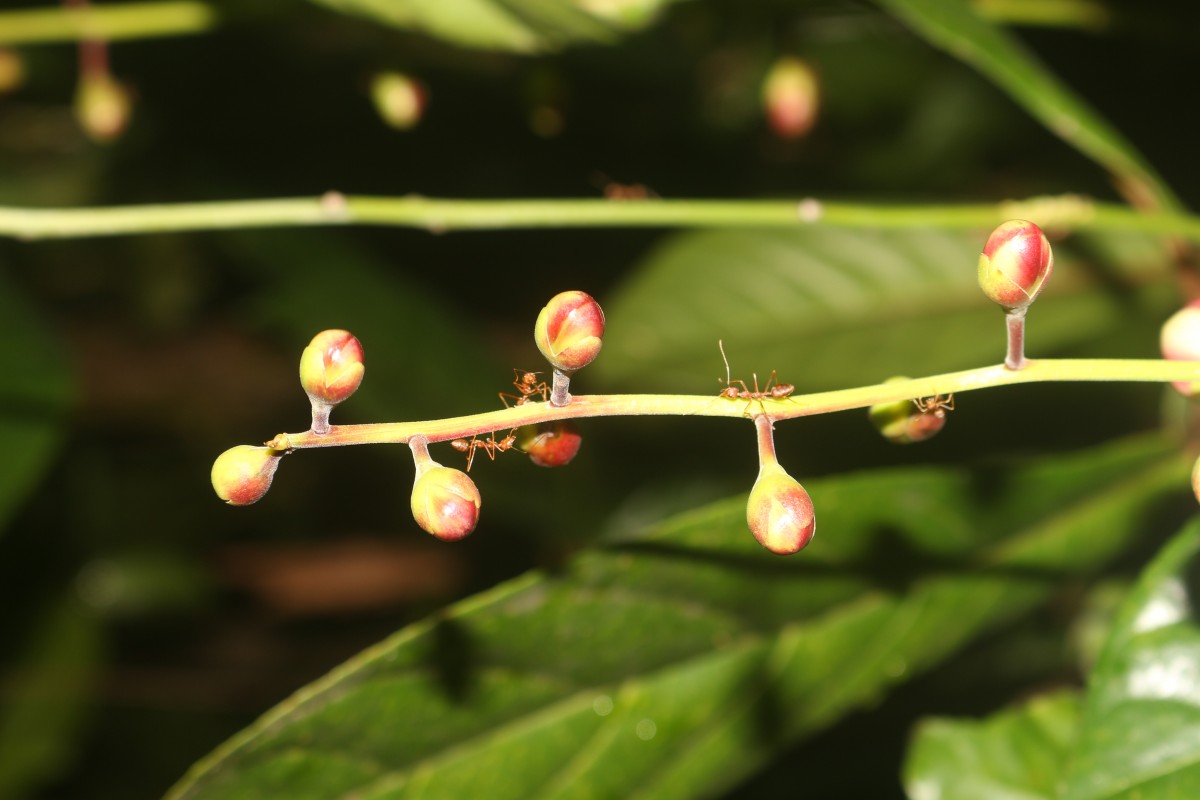 Barringtonia racemosa (L.) Spreng.